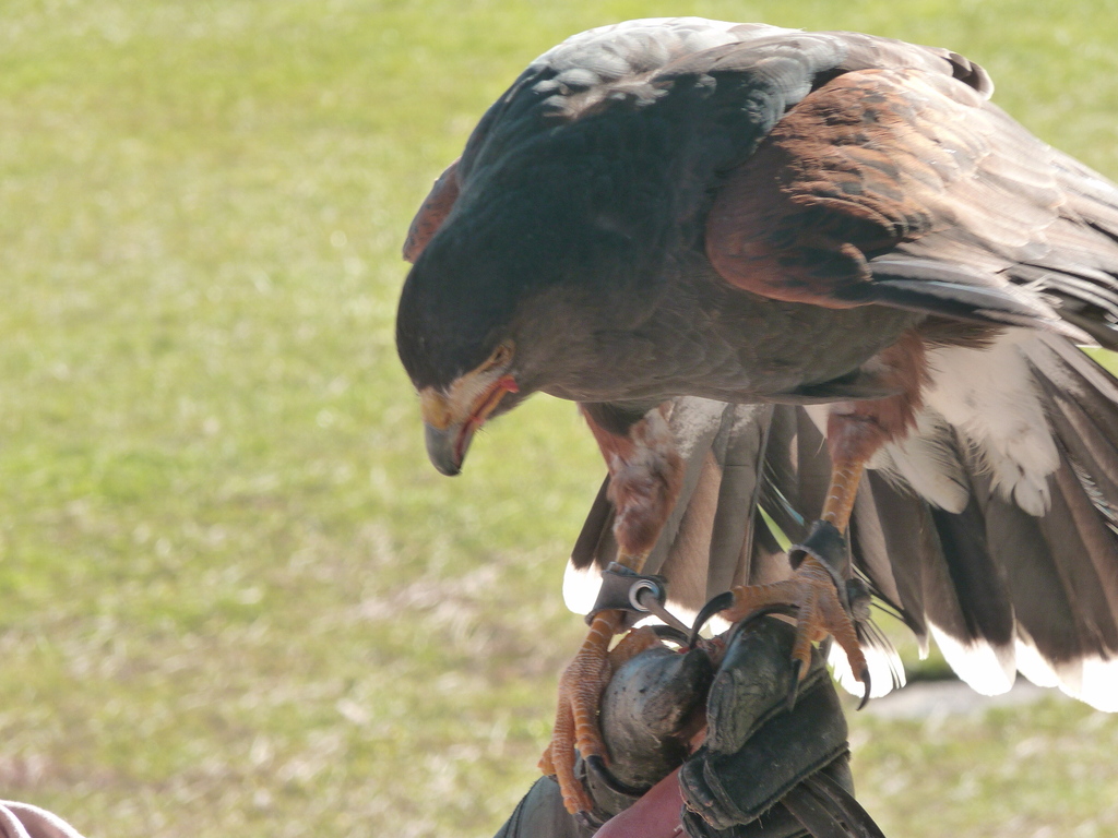 No s'ha trobat l'arxiu